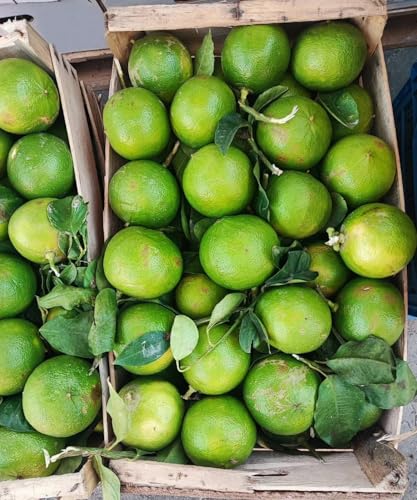 Bergamotto della Costa Jonica 10 Kg. Frutto fresco, buccia edibile.